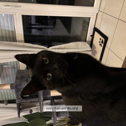 Photo 1/1 Gotham Chat lost in Tours