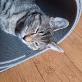 Picture of cat lost at Villejuif 94800