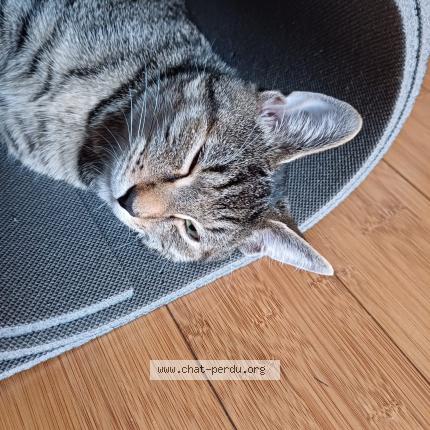 Photo 1/1 Happy Chat lost in Villejuif 94800