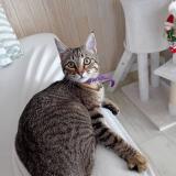 Picture of cat lost at Le Pouliguen