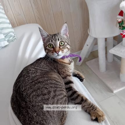 Photo 1/1 Pépette Chat lost in Le pouliguen