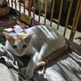 Picture of cat lost at Kolkata