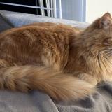 Picture of cat lost at Noisy Le Grand