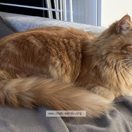 Photo 1/1 BENABBI Yannis Chat lost in Noisy le grand