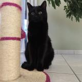 Picture of cat lost at Laubach