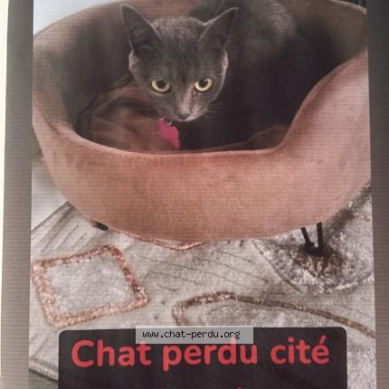 Photo 1/1 Mizo Chat lost in Saint denis