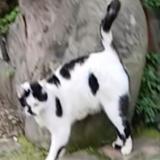 Picture of cat lost at Paris