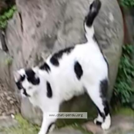 Photo 1/1 Miquetta Chat lost in Paris