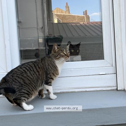 Photo 1/1 Mafi Chat lost in Lille lomme