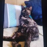 Picture of cat lost at Charvieu Chavagneux