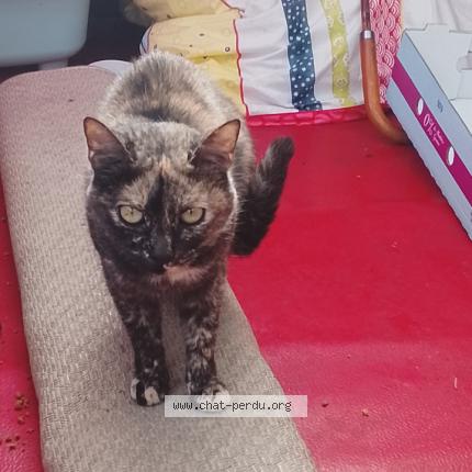 Photo 1/1 Kitty Chat lost in Charvieu chavagneux