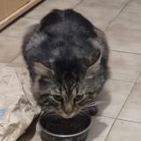 Picture of cat found at Feyzin