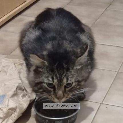 Photo 1/1 Found cat Found in Feyzin