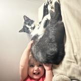 Picture of cat lost at Beziers