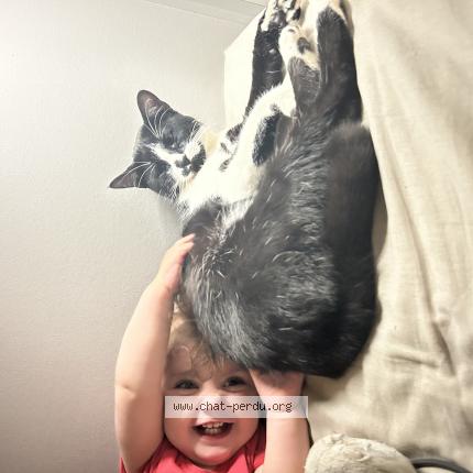 Photo 1/1 Arlo Chat lost in Beziers