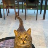 Picture of cat found at Saint Ouen L Aumone