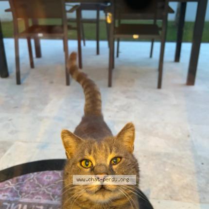 Photo 1/1 Found cat Found in Saint ouen l aumone