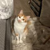 Picture of cat lost at Villeneuve D Ascq