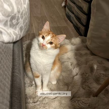 Photo 1/1 Yummi Chat lost in Villeneuve d ascq