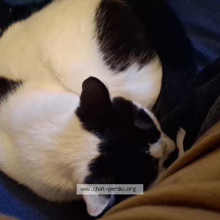 Photo 1/1 Found cat Found in Rechthalten