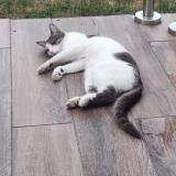 Picture of cat lost at Le Blanc Mesnil