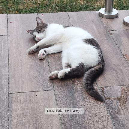 Photo 1/2 tiky Chat lost in Le blanc mesnil