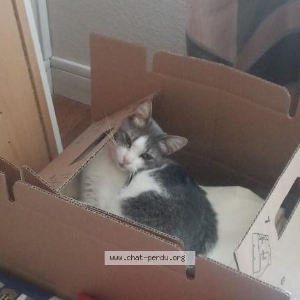 Photo 2/2 tiky Chat lost in Le blanc mesnil