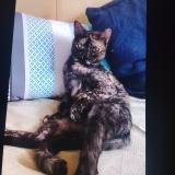 Picture of cat found at Charvieu Chavagneux