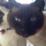 Picture of cat lost at Commequiers