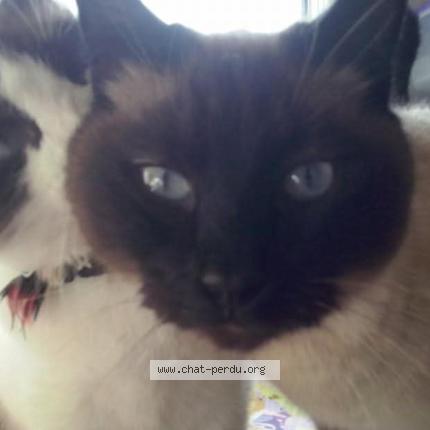 Photo 1/1 Chatouille Chat lost in Commequiers