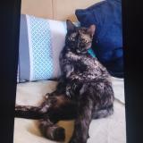 Picture of cat lost at Charvieu Chavagneux