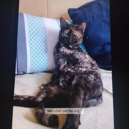 Photo 1/1 Kitty Chat lost in Charvieu chavagneux