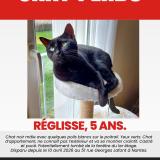 Picture of cat lost at Nantes