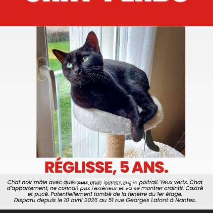Photo 1/1 Réglisse Chat lost in Nantes