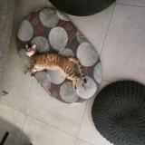 Picture of cat lost at Echirolles