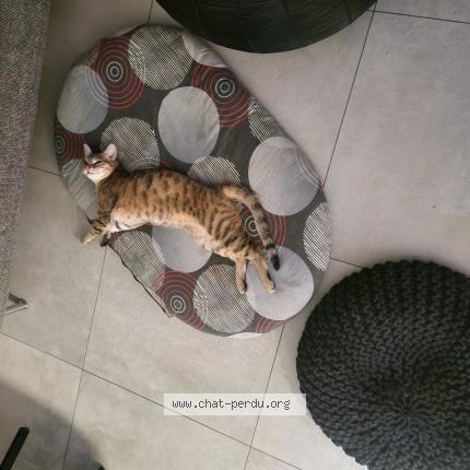 Photo 1/1 winny Chat lost in Echirolles