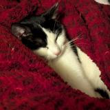 Picture of cat lost at Sermamagny