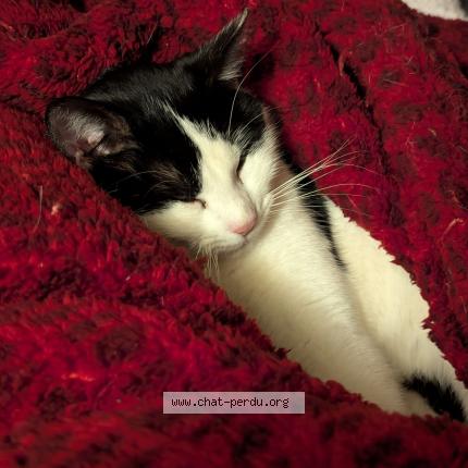 Photo 1/4 Ninou Chat lost in Sermamagny