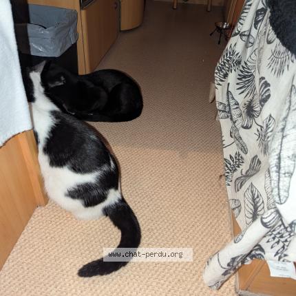 Photo 2/4 Ninou Chat lost in Sermamagny