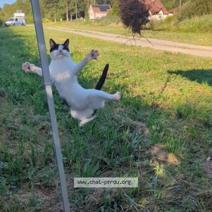 Photo 3/4 Ninou Chat lost in Sermamagny