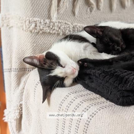 Photo 4/4 Ninou Chat lost in Sermamagny