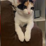 Picture of cat lost at Montmagny