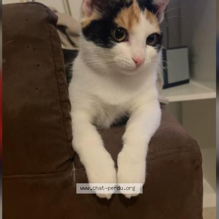 Photo 1/4 Xena Chat lost in Montmagny