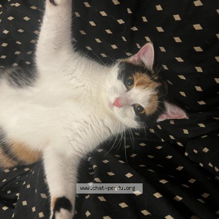 Photo 2/4 Xena Chat lost in Montmagny