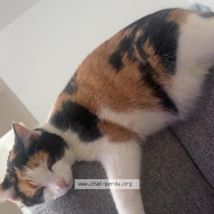 Photo 3/4 Xena Chat lost in Montmagny