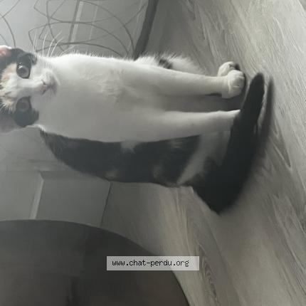 Photo 4/4 Xena Chat lost in Montmagny