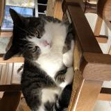 Picture of cat lost at Mondelange