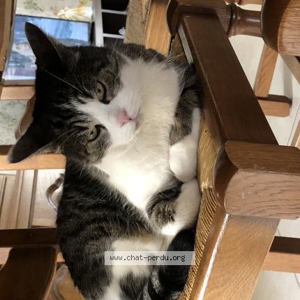 Photo 1/1 Ulysse Chat lost in Mondelange