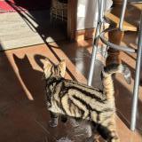 Picture of cat lost at Les Gets