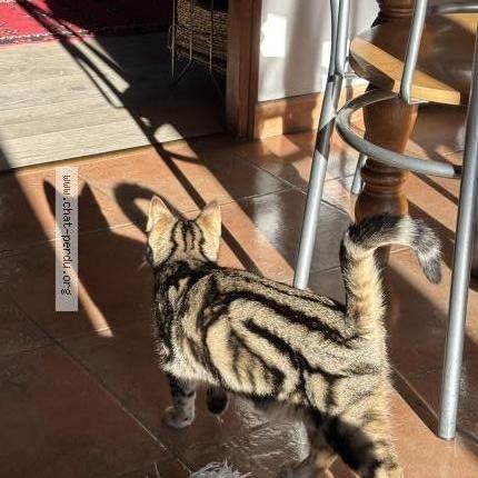 Photo 1/1 Lua Chat lost in Les gets